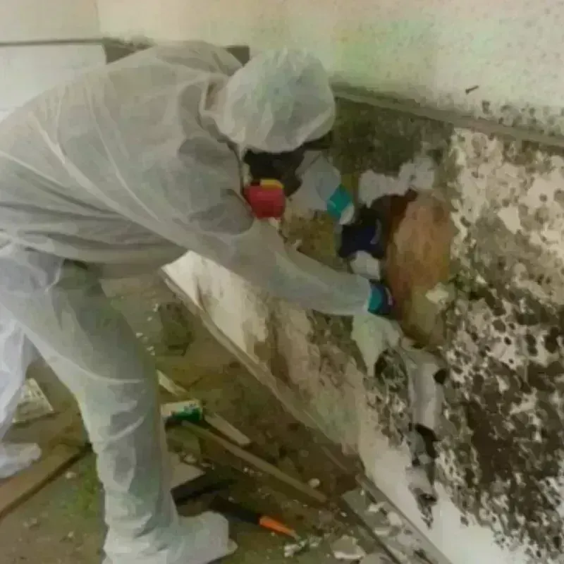 Mold Remediation and Removal in Fillmore, UT